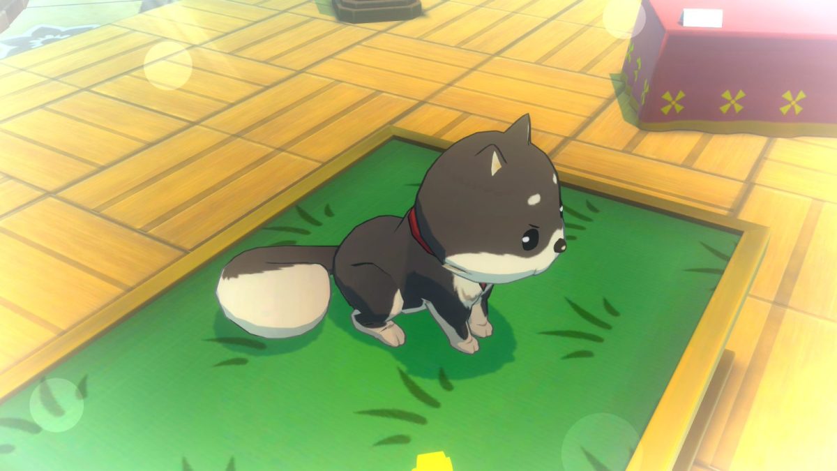 ペットコンテスト　柴犬のどや顔